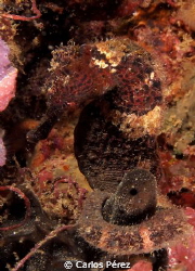 Longsnot sea Horse !! by Carlos Pérez 